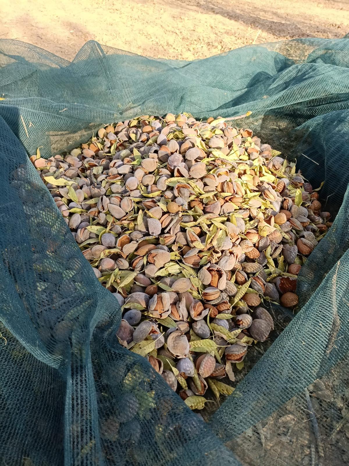Raccolta mandorle su reti nei campi siciliani