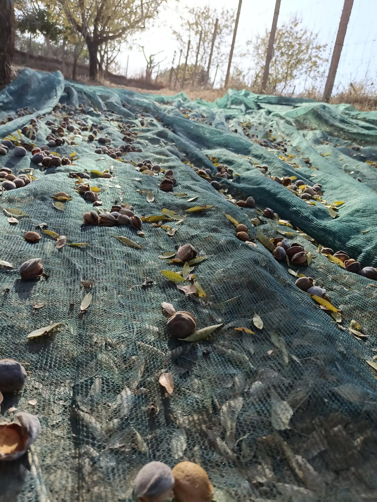 Mandorle appena scosse con mallo aperto